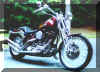 Springer